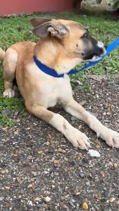 Enlarge Ryder - Foster Needed for 12/10 Transport!, a Adoptable mixed breed in Willington, CT video 5/6