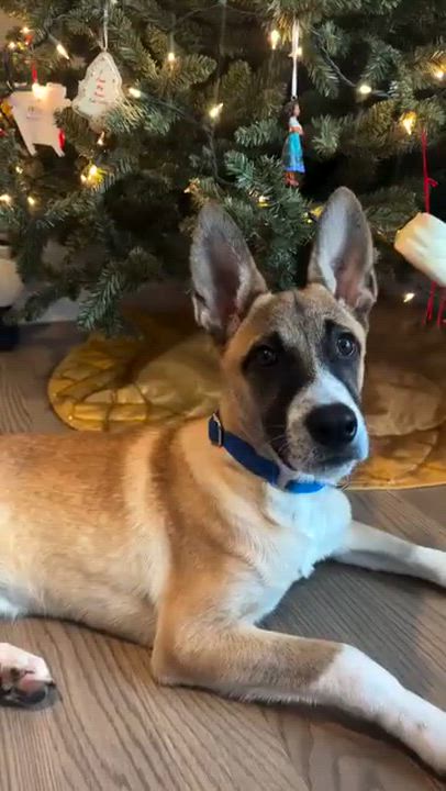 Enlarge Ryder - In Mass., a Adoptable mixed breed in Willington, CT video 6/6