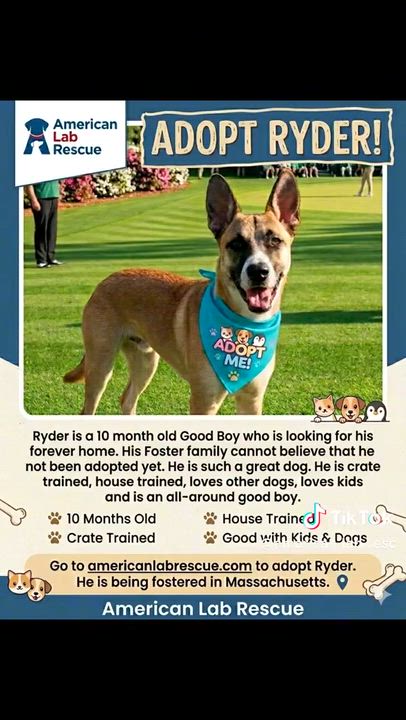 Enlarge Ryder - In Mass., a Adoptable mixed breed in Willington, CT video 6/6
