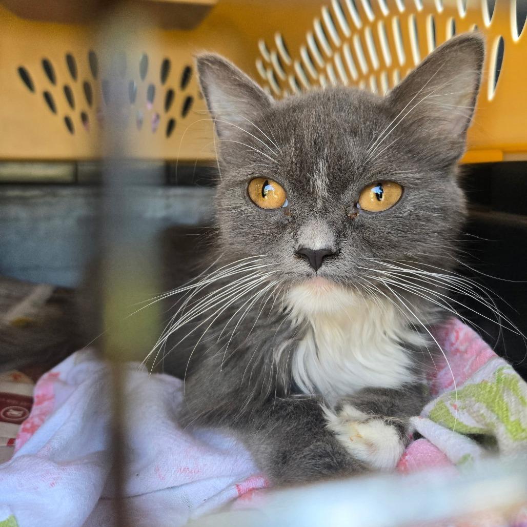 Twiggy, Adoptable, Kitten Female Domestic Medium Hair.