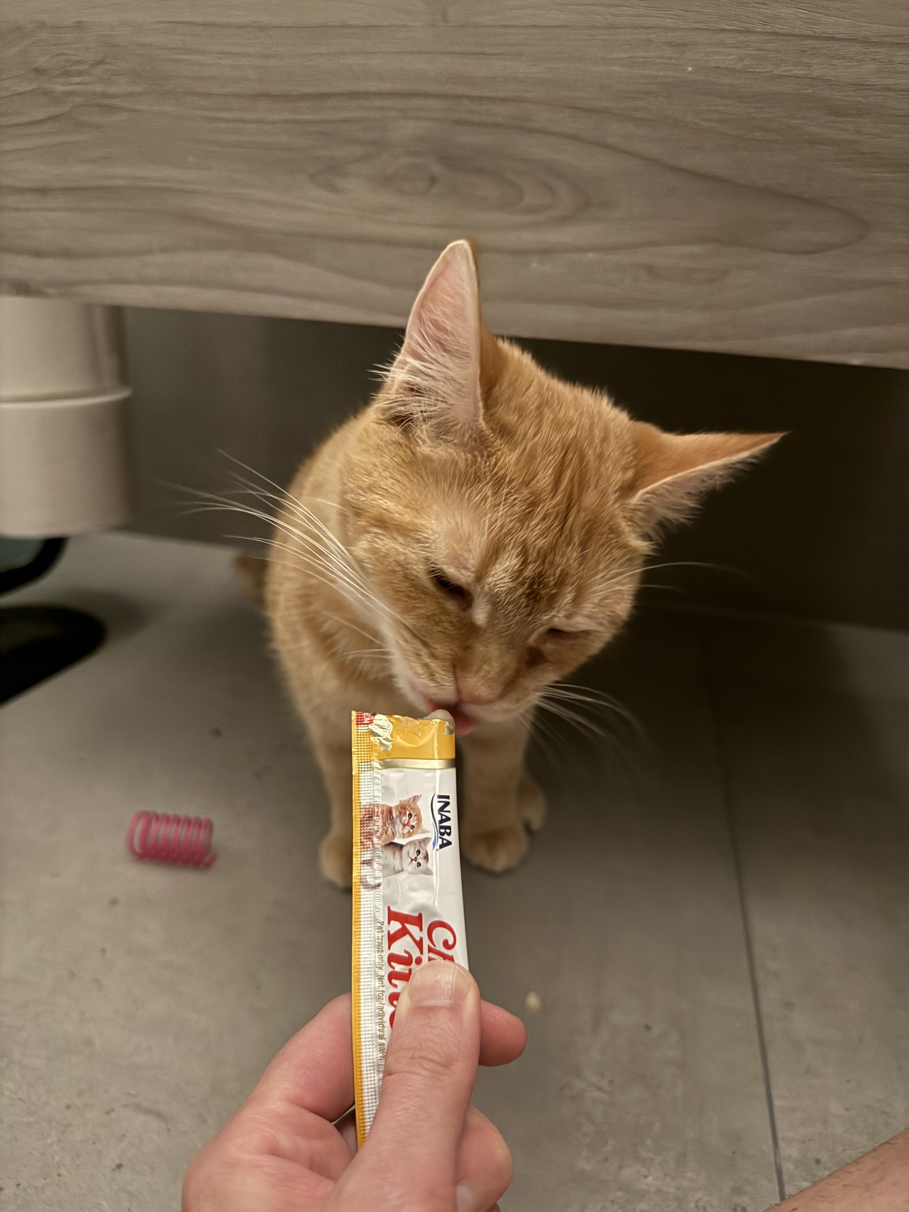 Elias, ADOPTABLE, Adult Male American Shorthair.