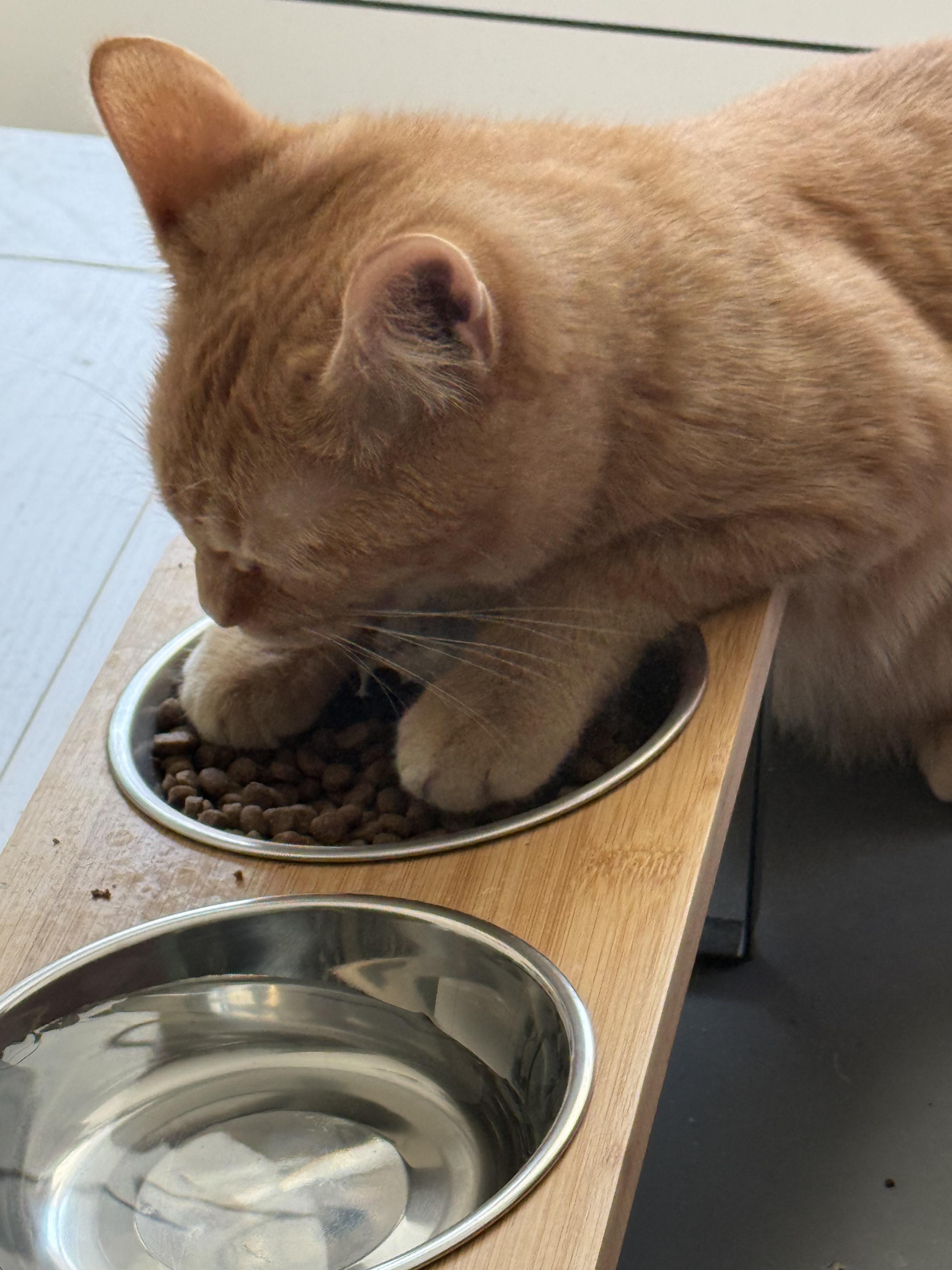 Elias, a ADOPTABLE mixed breed in Brooklyn, NY image 5/5