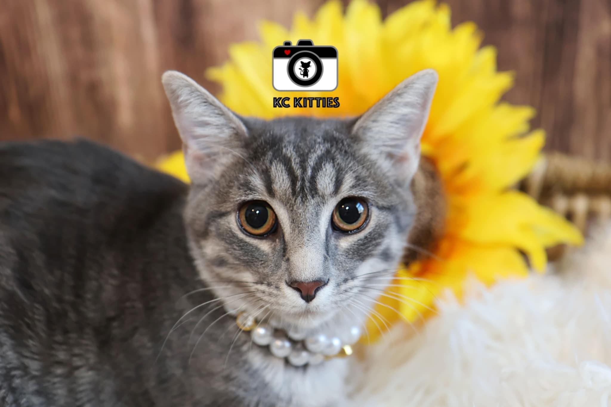 Hera, Adoptable, Young Female Domestic Short Hair.