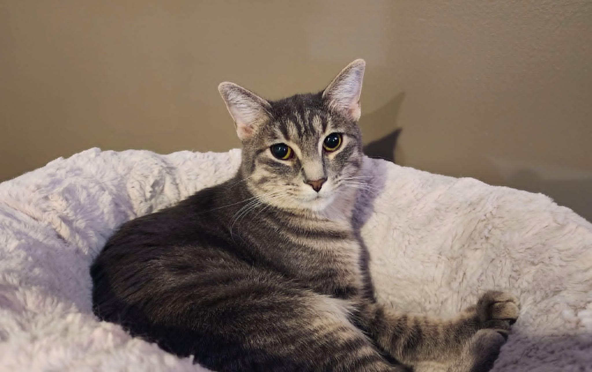 Enlarge Hera, a Adoptable mixed breed in Overland Park, KS image 1/4