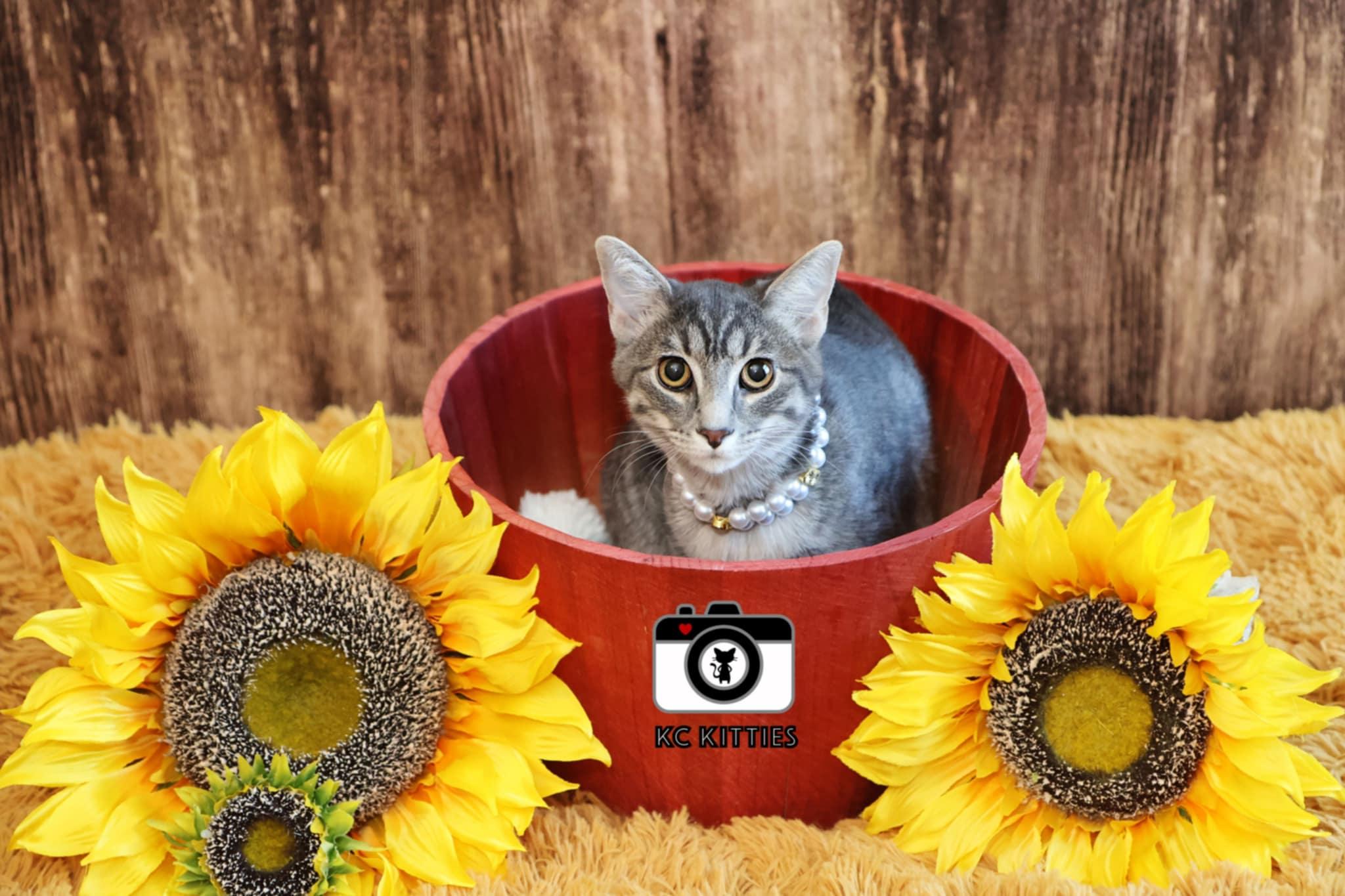 Enlarge Hera, a Adoptable mixed breed in Overland Park, KS image 2/4