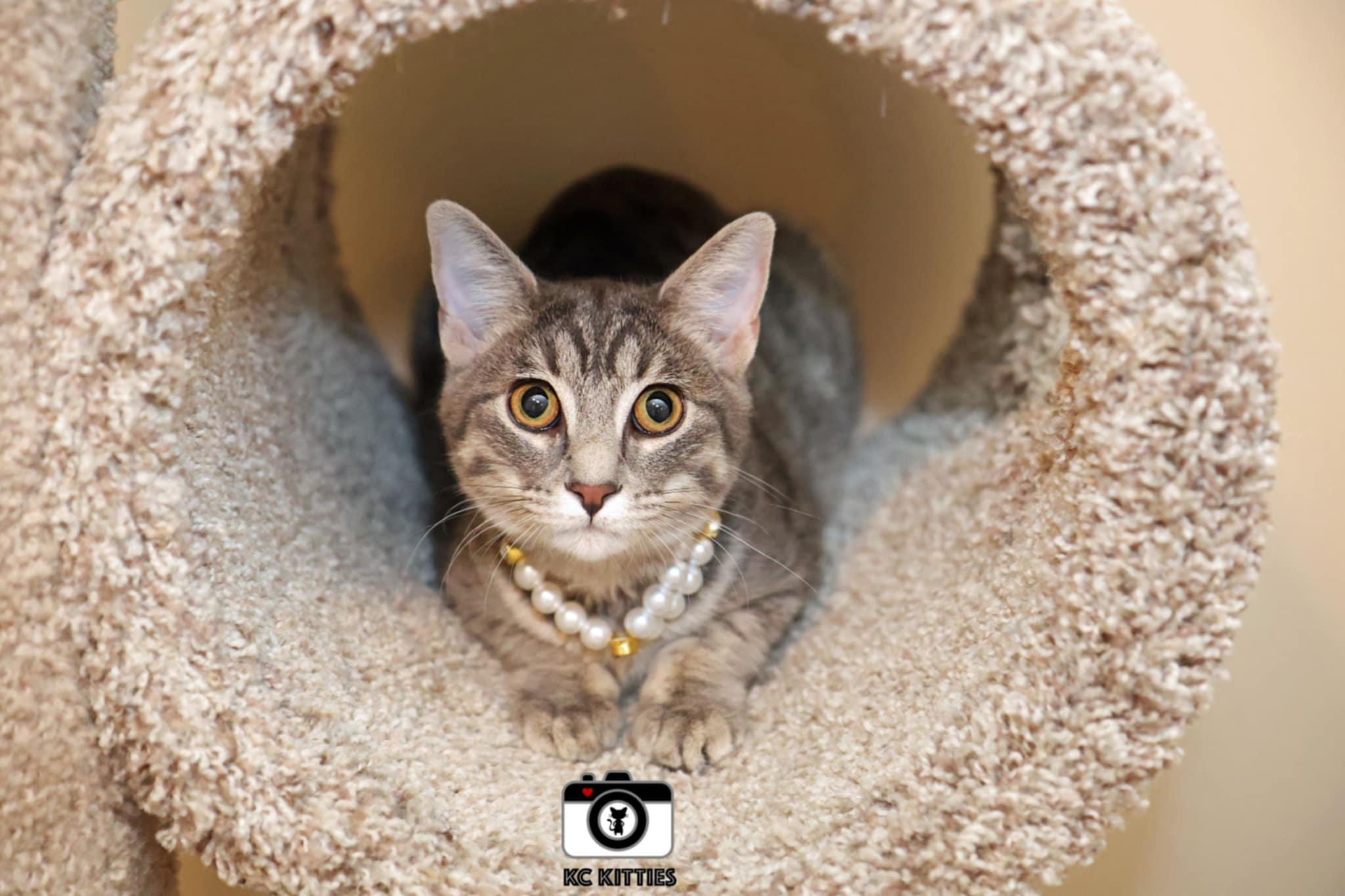 Enlarge Hera, a Adoptable mixed breed in Overland Park, KS image 3/4