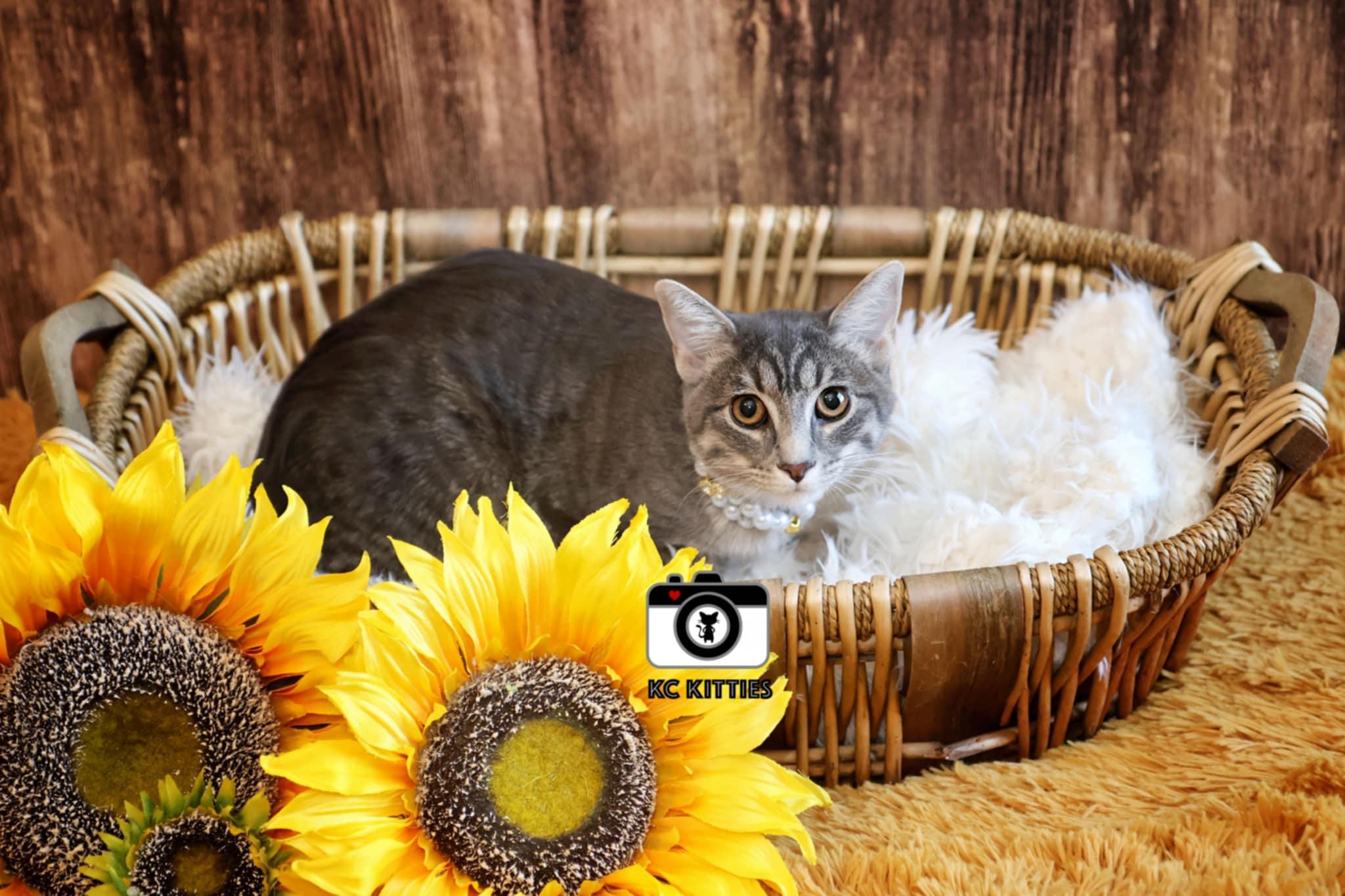 Enlarge Hera, a Adoptable mixed breed in Overland Park, KS image 4/4