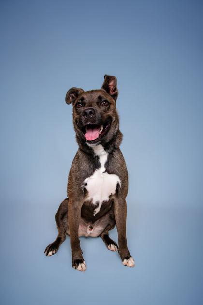 Enlarge Bonzai, a Adoptable mixed breed in Sevierville, TN image 1/3