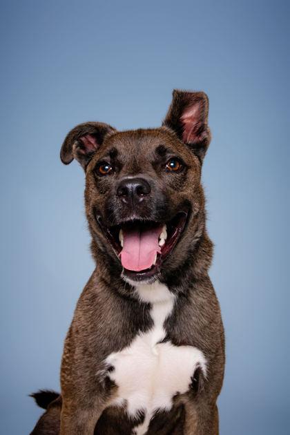 Enlarge Bonzai, a Adoptable mixed breed in Sevierville, TN image 2/3