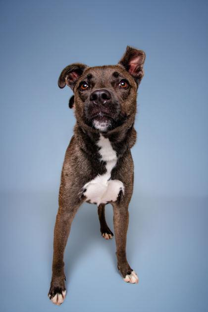 Enlarge Bonzai, a Adoptable mixed breed in Sevierville, TN image 3/3