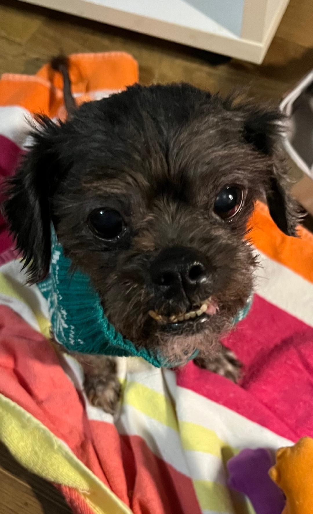 Ashes, Adoptable, Senior Female Shih Tzu.