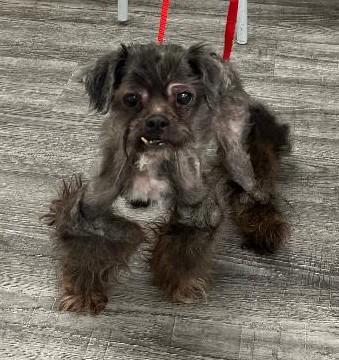 Ashes, a Adoptable mixed breed in Woodstock, GA image 4/4