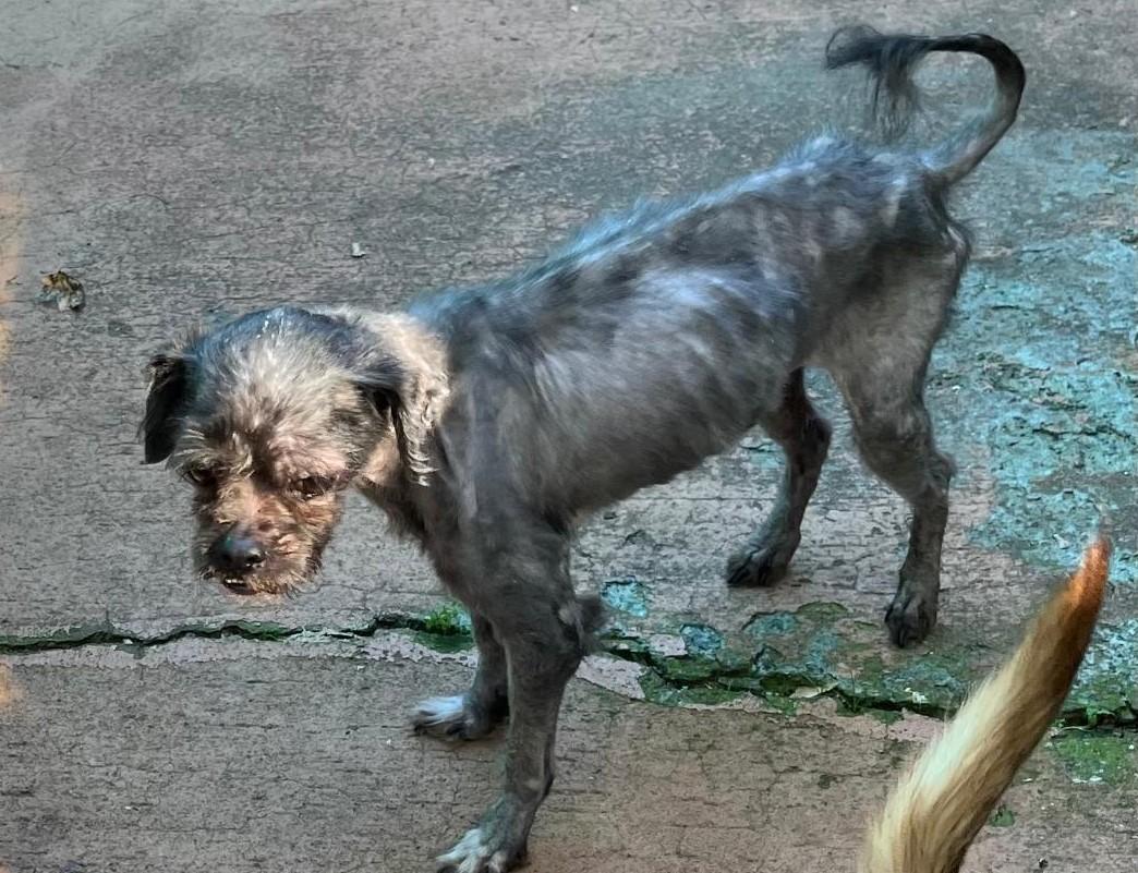 Ashes, a Adoptable mixed breed in Woodstock, GA image 3/4