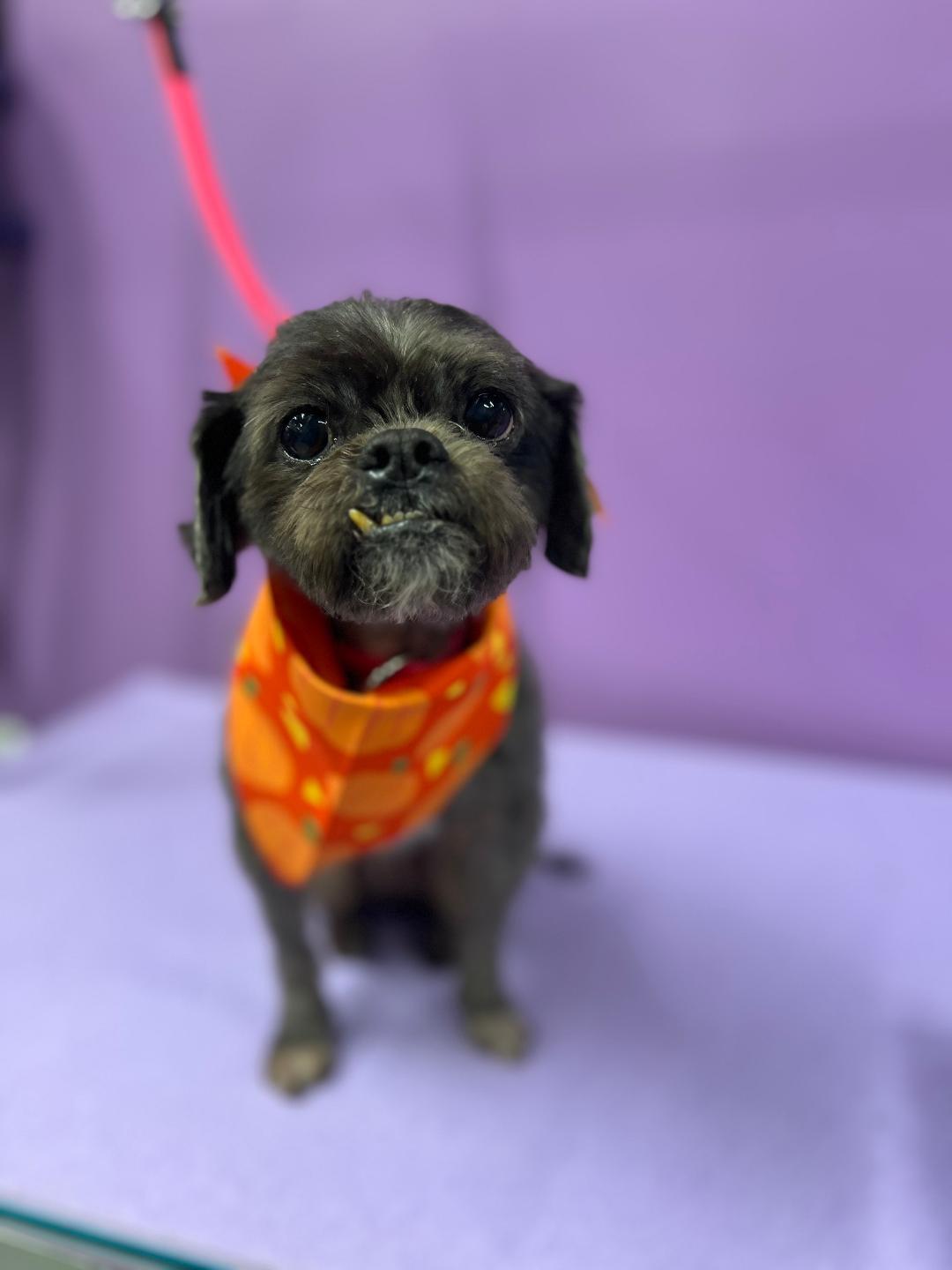 Ashes, a Adoptable mixed breed in Woodstock, GA image 2/4