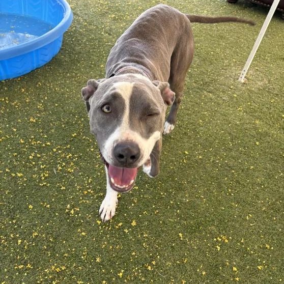 Cass, Adopted, Adult Male Pit Bull Terrier.