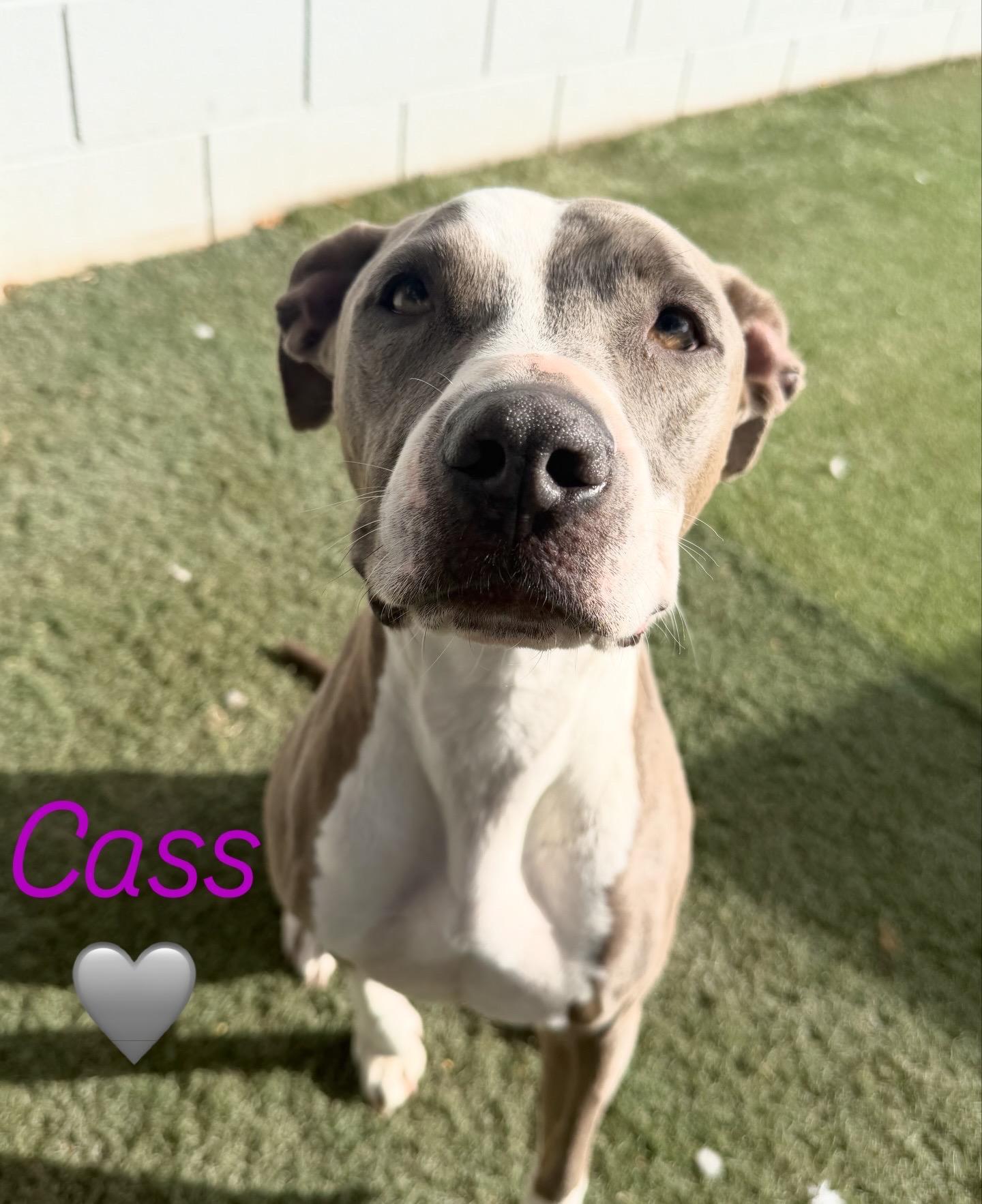 Cass, adoptable, Adult Male Pit Bull Terrier.
