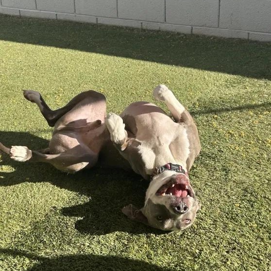 Enlarge Cass, a Adopted Pit Bull Terrier in Queen Creek, AZ image 3/3