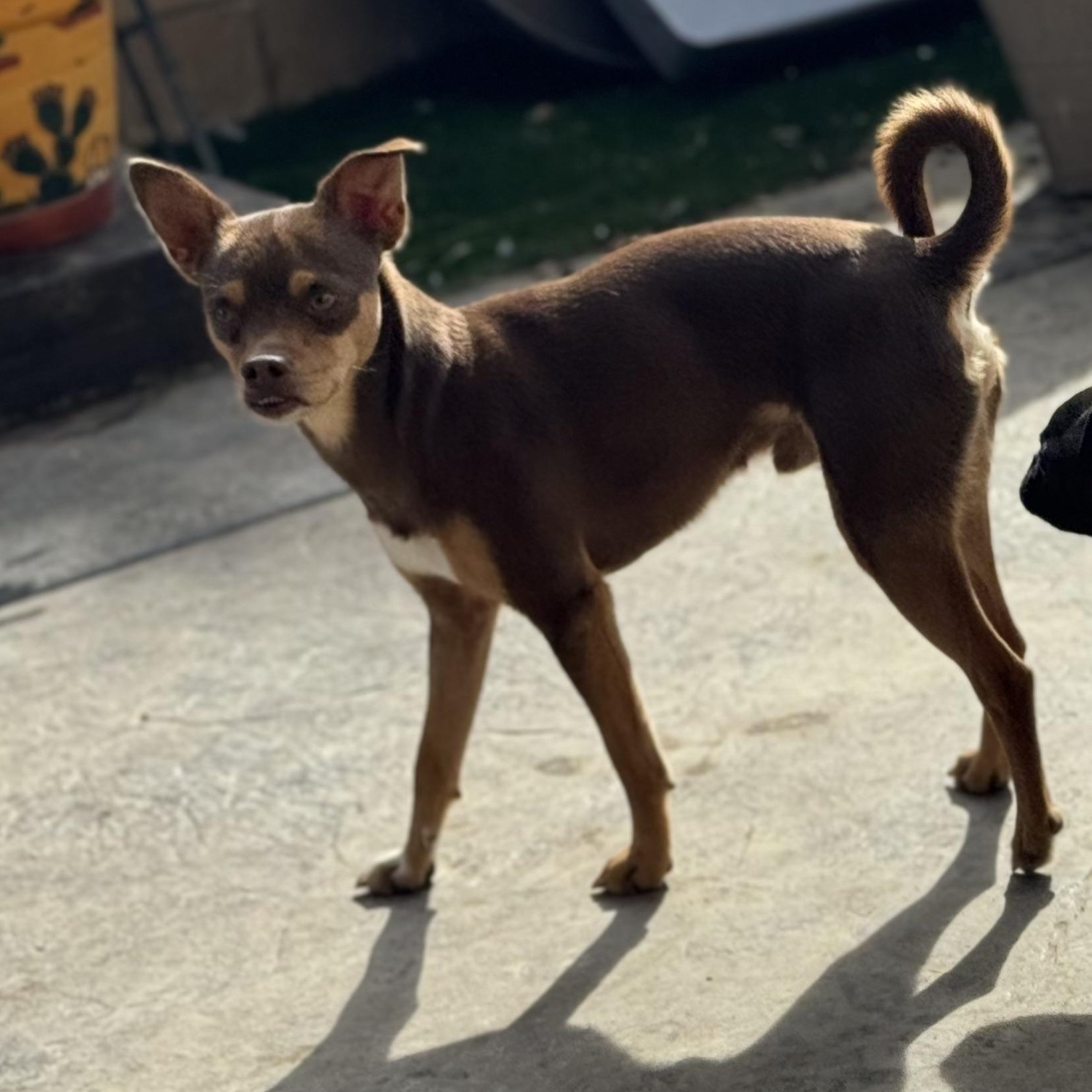 Mr. Gentle Pinto Bean, ADOPTABLE, Adult Male Chihuahua & Dachshund.
