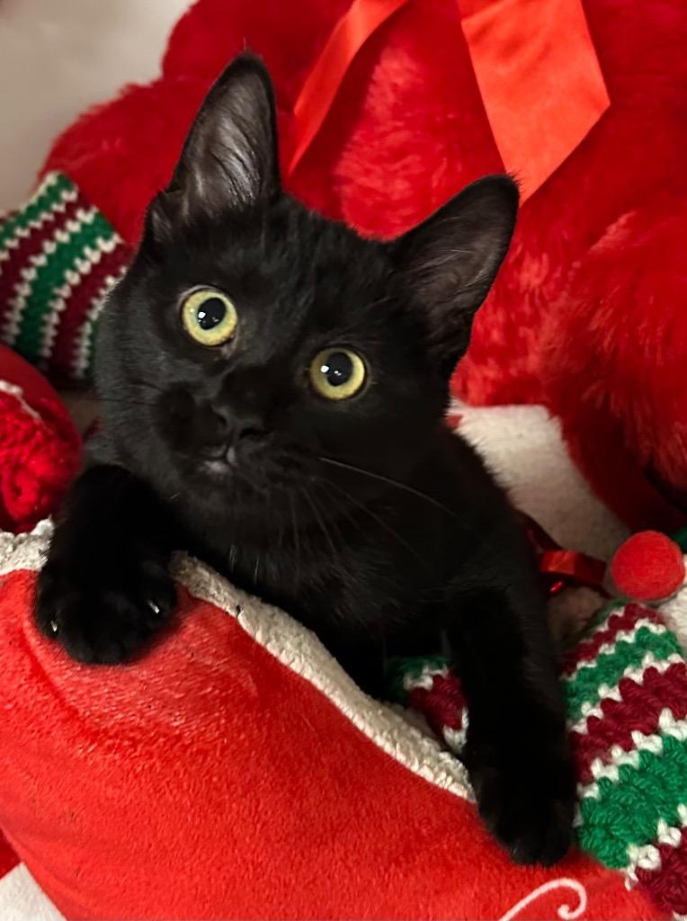 10/16/25 - Wendy, a Adoptable mixed breed in Stillwater, OK image 1/2