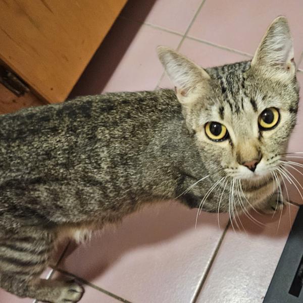 Sally, Adoptable, Young Female Domestic Short Hair.