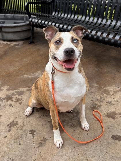 Enlarge Hymn, a Adoptable Mixed Breed in Knoxville, TN image 3/3