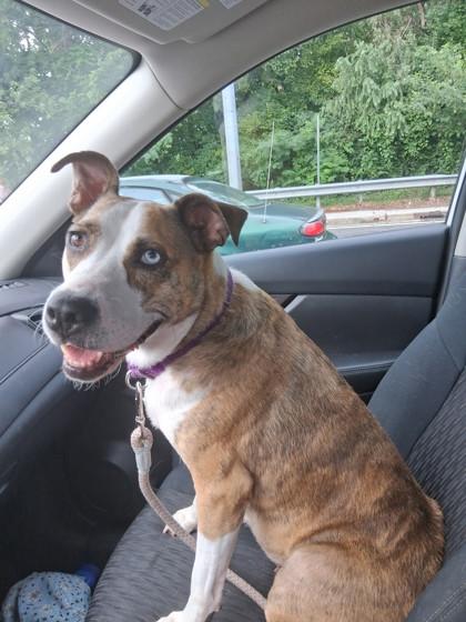 Enlarge Hymn, a Adoptable Mixed Breed in Knoxville, TN image 2/3