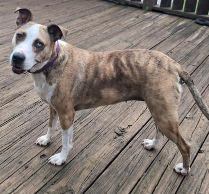 Enlarge Hymn, a Adoptable Mixed Breed in Knoxville, TN image 3/3