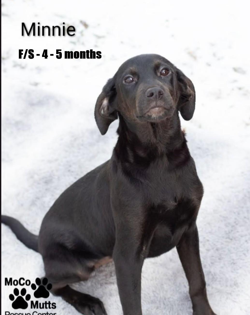 Minnie - arriving 2/21/26 at 10;00 am for a huge adoption event, ADOPTABLE, Puppy Female Mixed Breed.