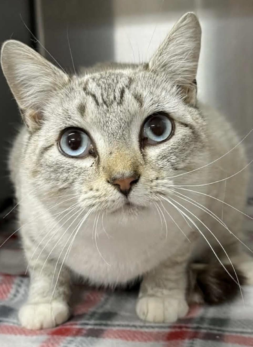 Enlarge Zephyr , an adopted Siamese in Wayne , NJ image 1/2