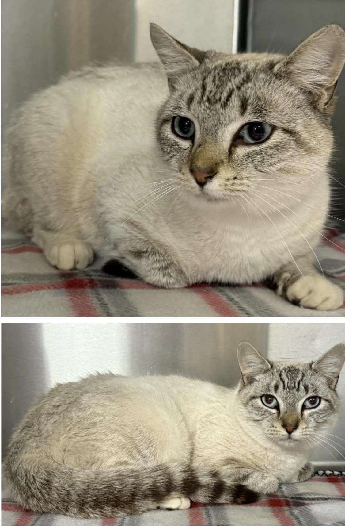 Enlarge Zephyr , an adopted Siamese in Wayne , NJ image 2/2