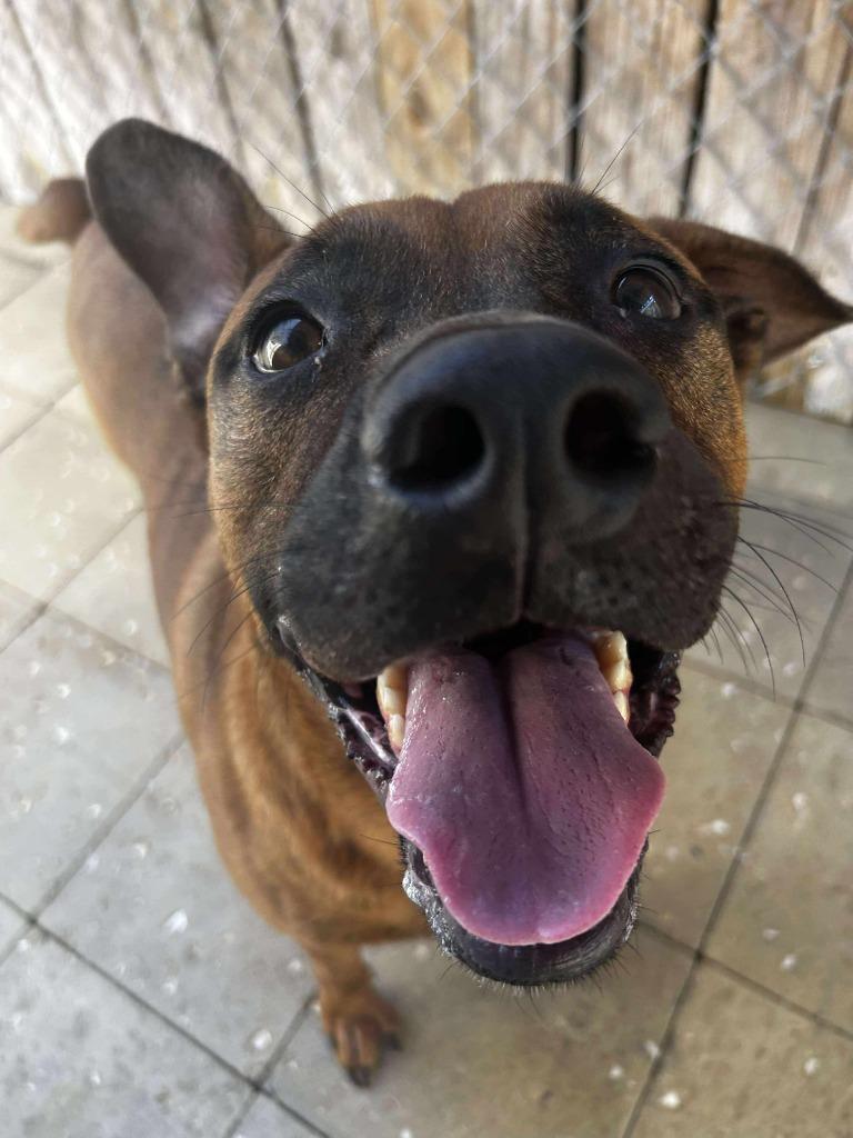 Brady, Adoptable, Adult Male Shepherd & Boxer.