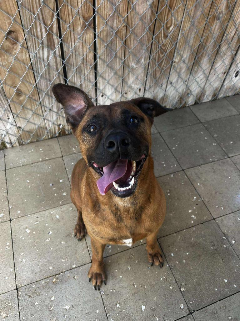 Enlarge Brady, a Adoptable mixed breed in Sebastian, FL image 5/6