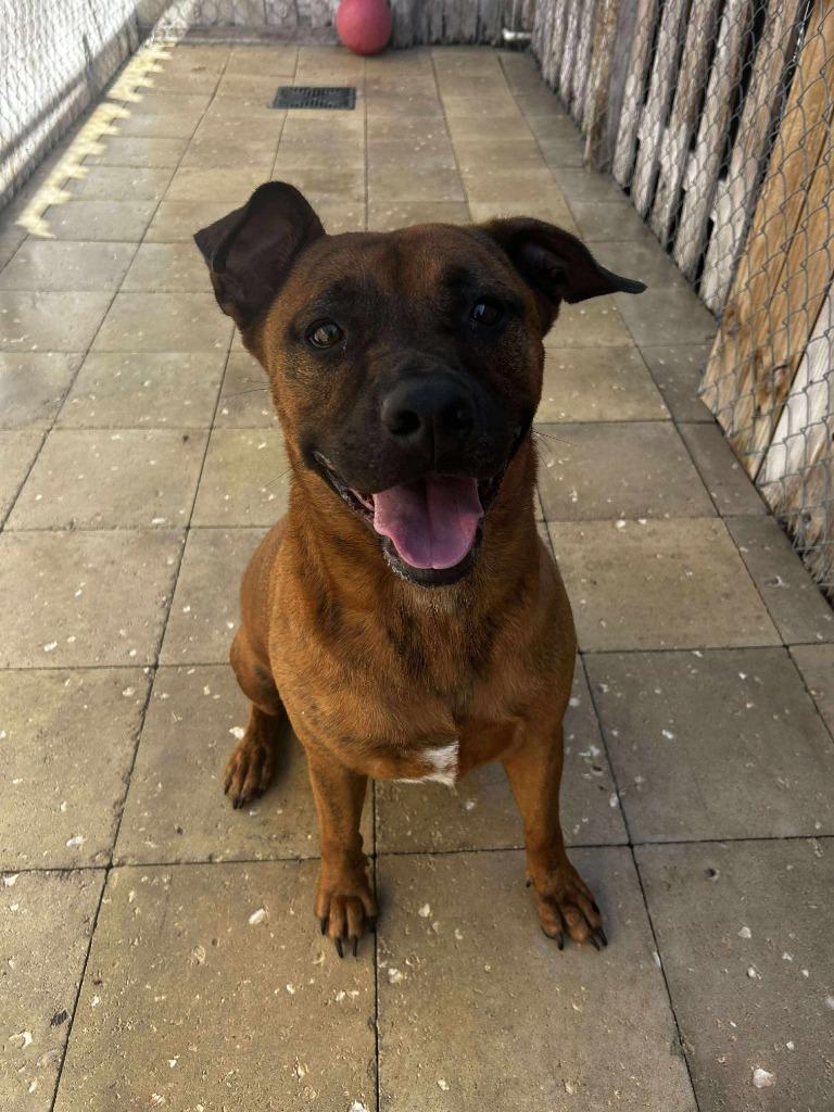 Enlarge Brady, a Adoptable mixed breed in Sebastian, FL image 6/6