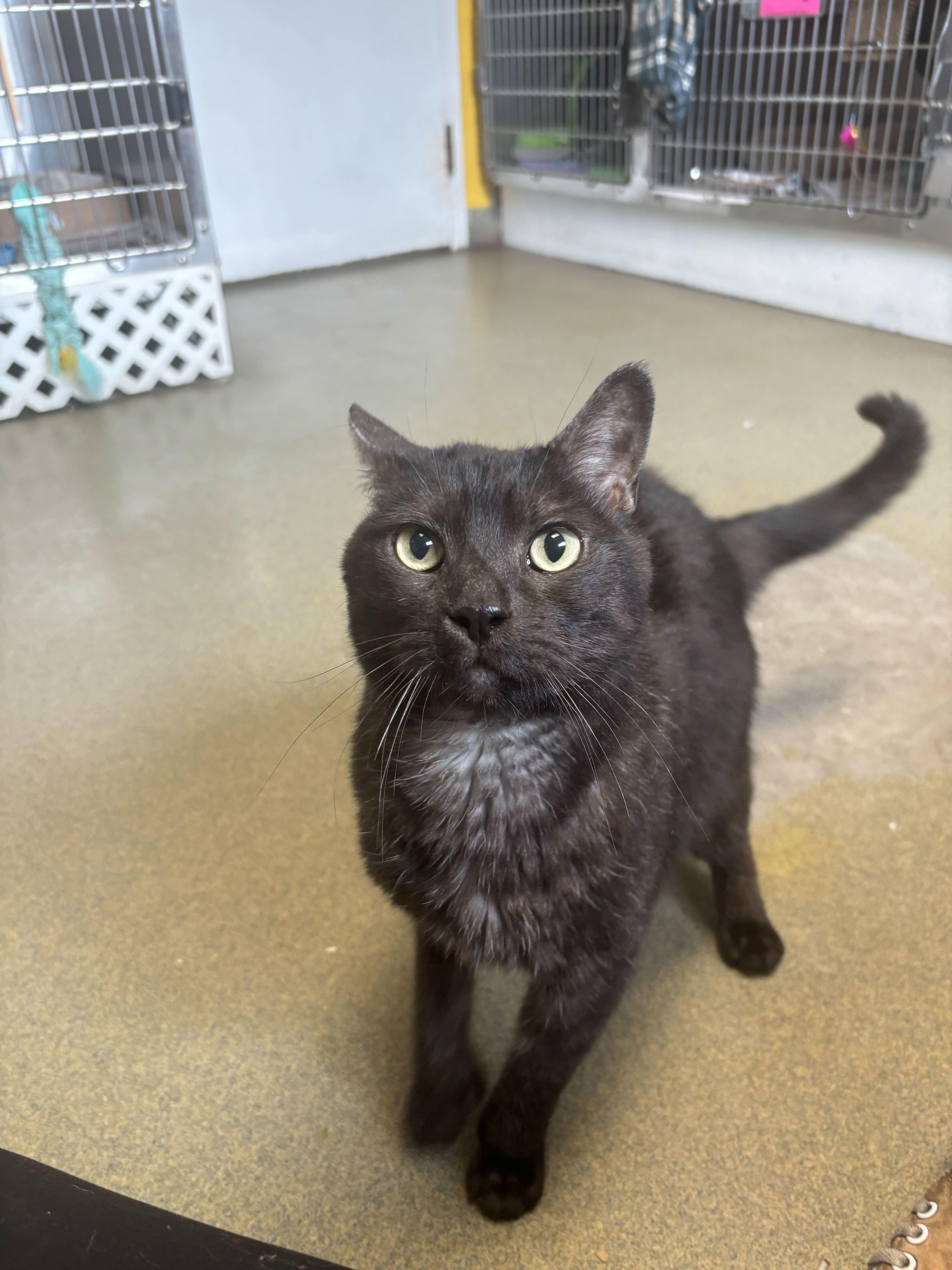 Enlarge Cooper, a Adoptable Domestic Short Hair in Manchester, NH image 1/2