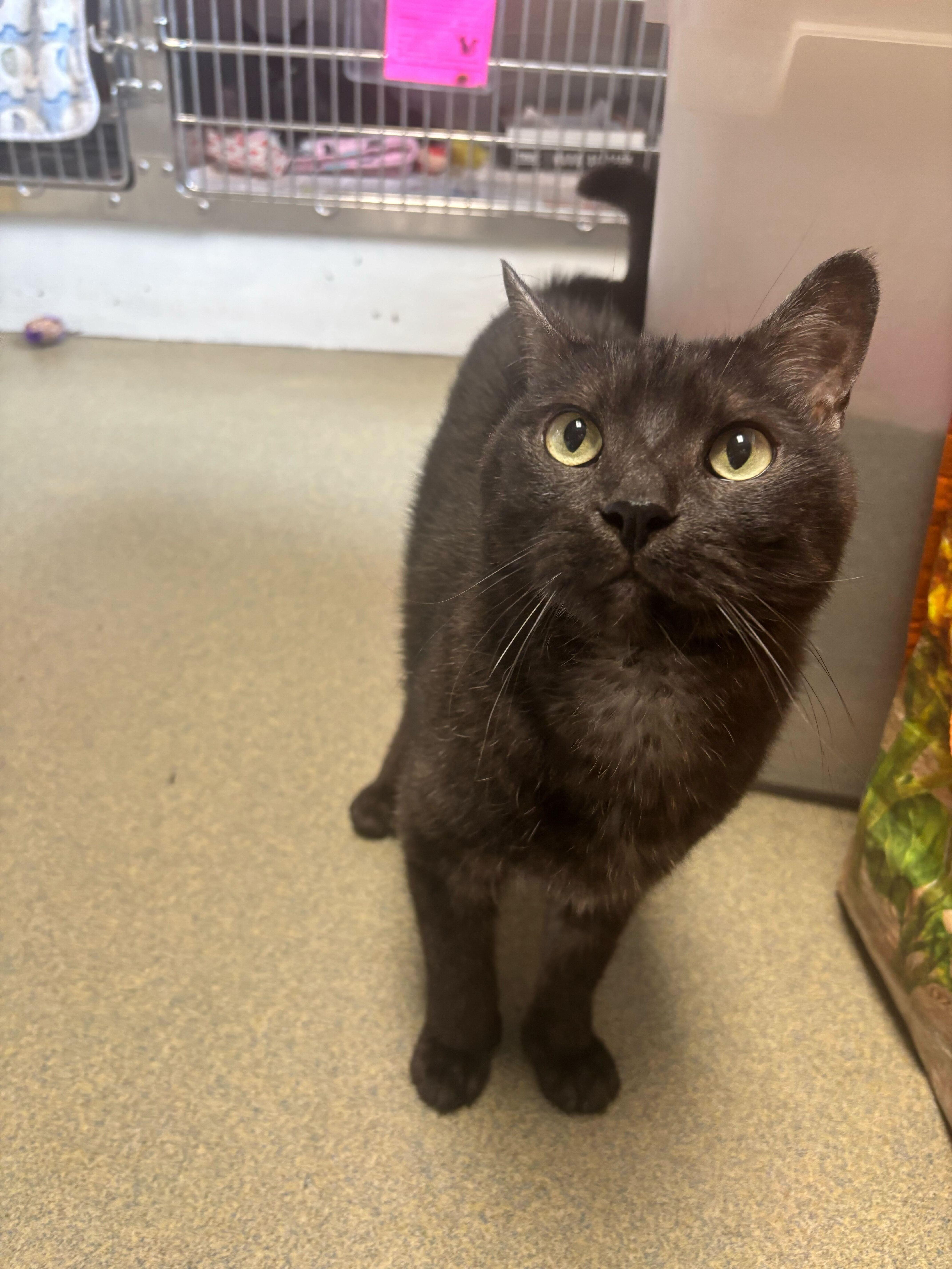 Enlarge Cooper, a Adoptable Domestic Short Hair in Manchester, NH image 2/2