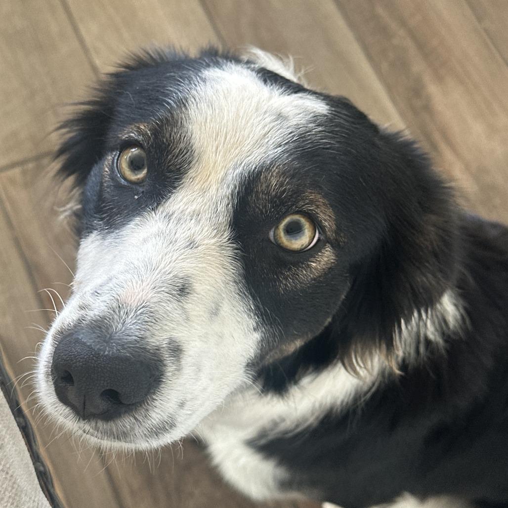 Rey, a Adoptable Border Collie in St. George, UT image 1/5