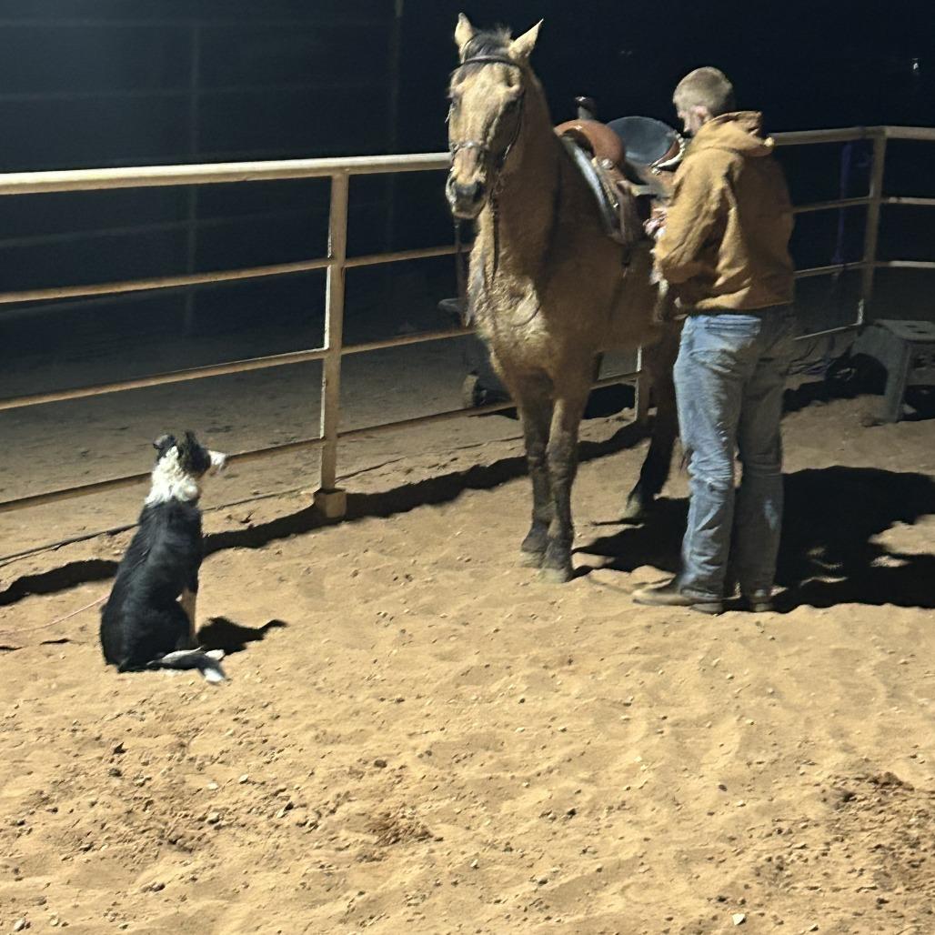 Rey, a Adoptable Border Collie in St. George, UT image 2/5