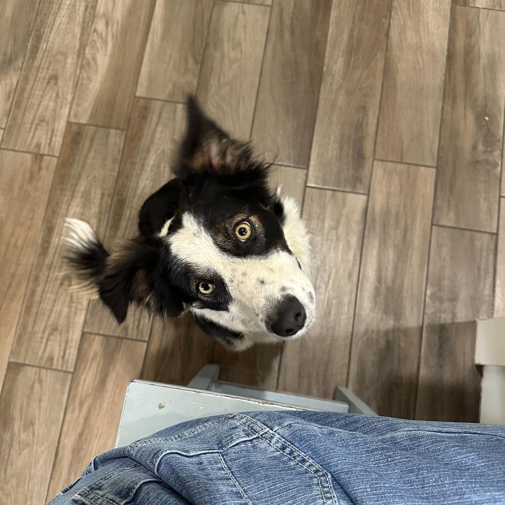 Rey, a Adoptable Border Collie in St. George, UT image 5/5