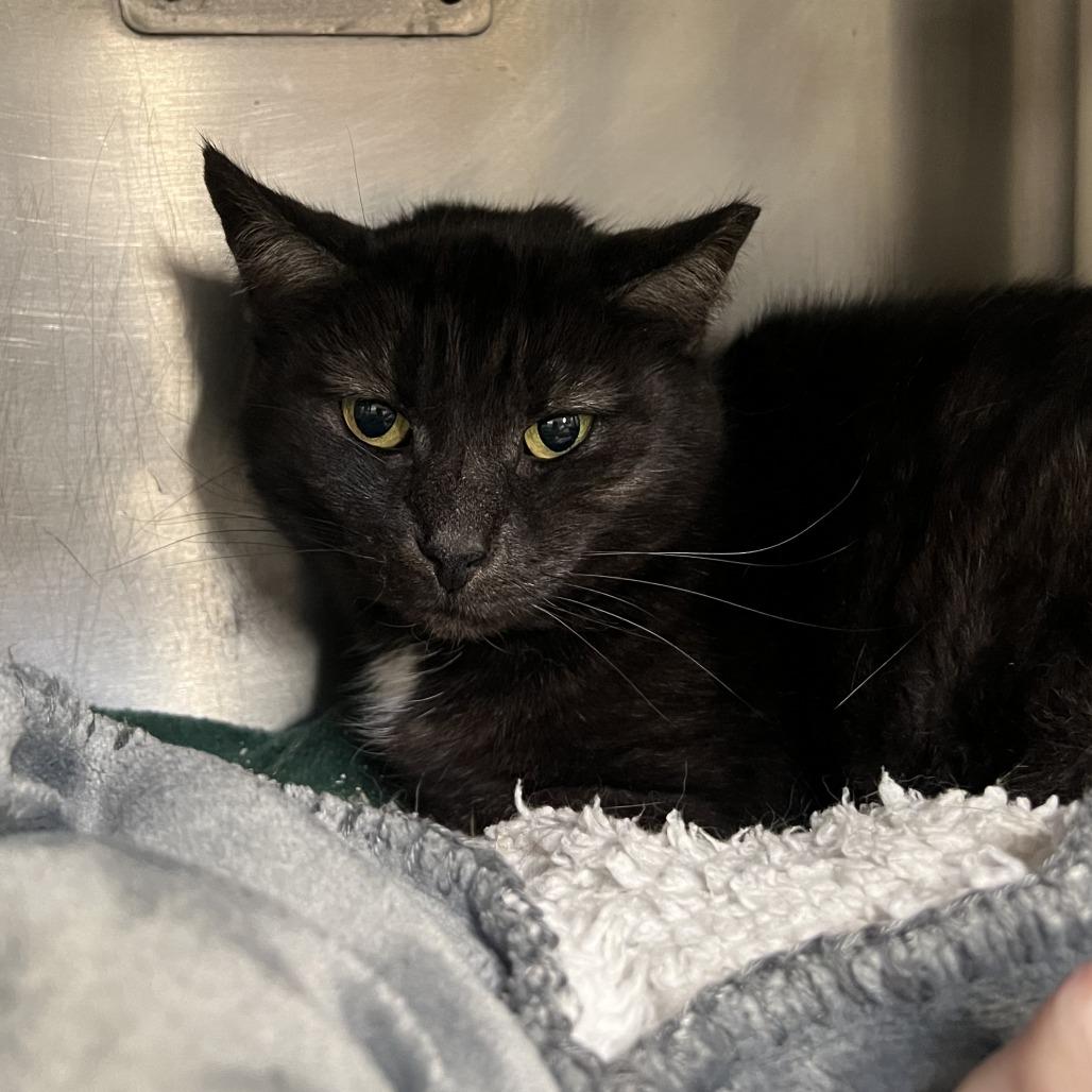 Colette, Adoptable, Adult Female Domestic Short Hair.