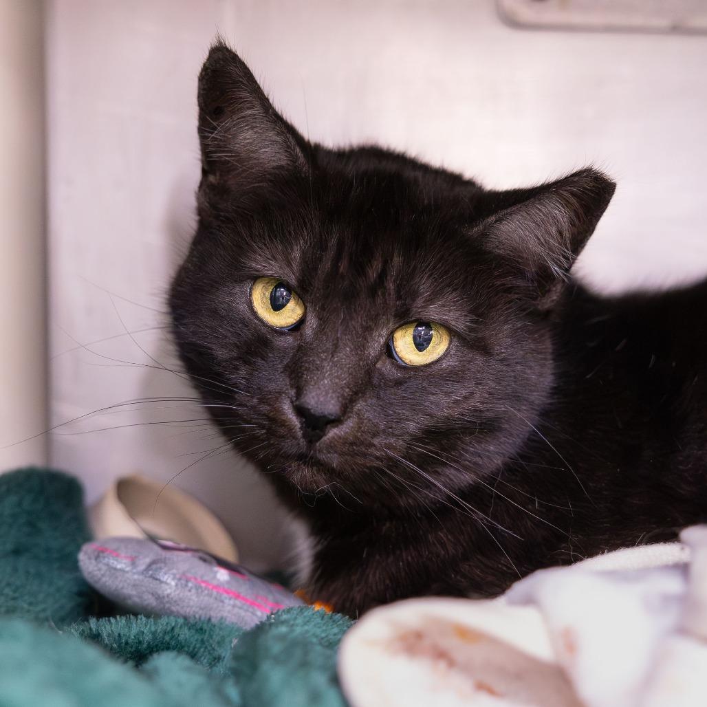 Enlarge Colette, a Adoptable Domestic Short Hair in Mentor, OH image 2/2