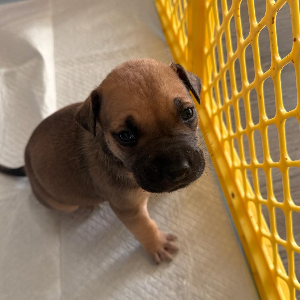 Enlarge Benedict, a Adoptable mixed breed in Springboro, OH image 1/2