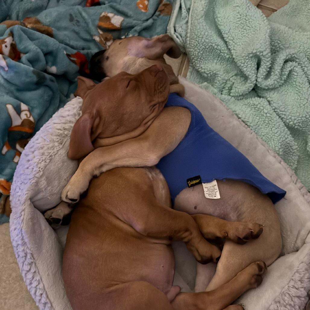 Enlarge Benedict, a Adoptable mixed breed in Springboro, OH image 2/2