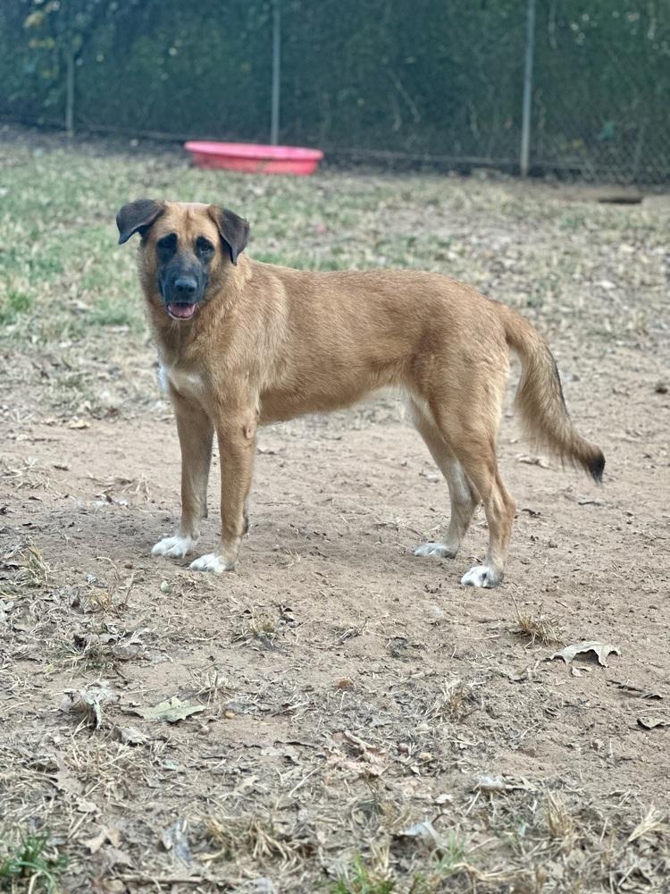 Enlarge Hattie - PLEASE READ ALL INFORMATION, a Adoptable Anatolian Shepherd in Greenville, SC image 1/4