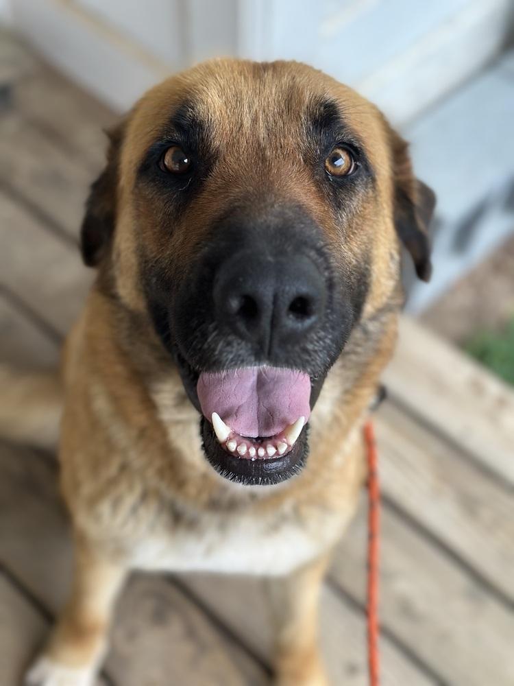 Enlarge Hattie - PLEASE READ ALL INFORMATION, a Adoptable Anatolian Shepherd in Greenville, SC image 2/4