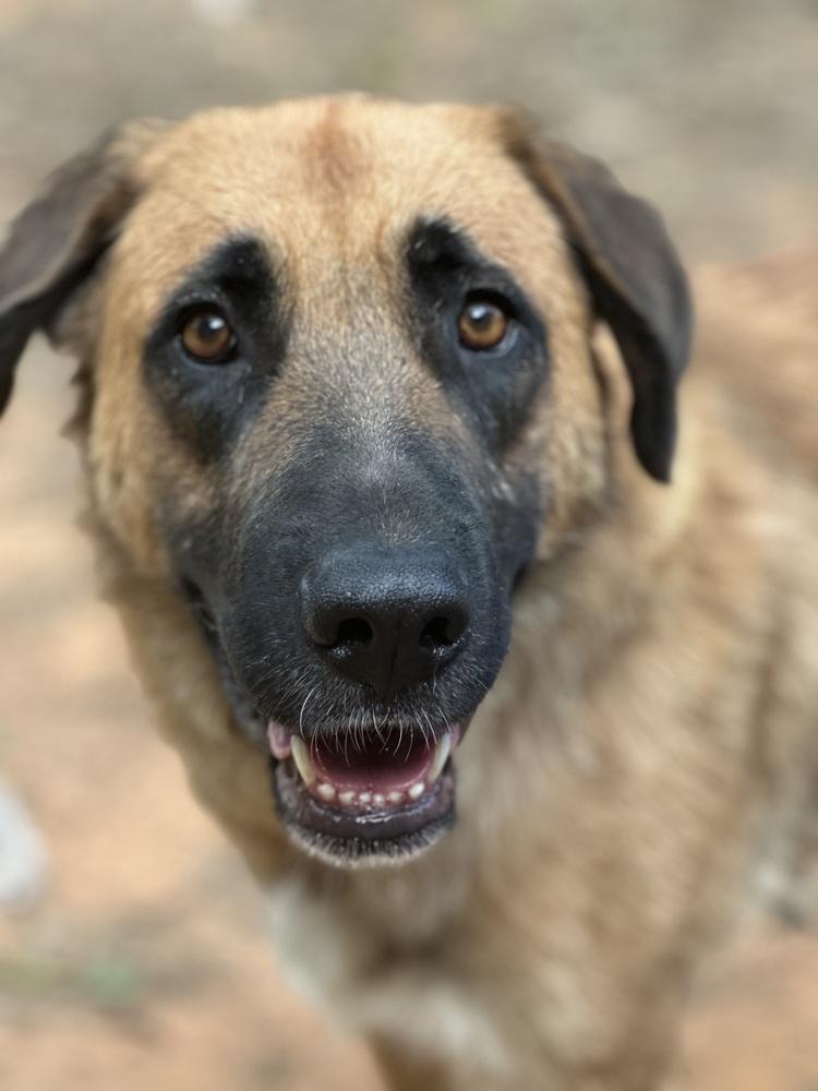 Enlarge Hattie - PLEASE READ ALL INFORMATION, a Adoptable Anatolian Shepherd in Greenville, SC image 3/4