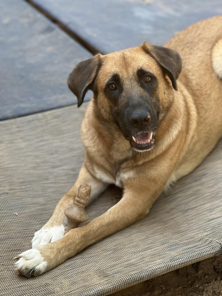 Enlarge Hattie - PLEASE READ ALL INFORMATION, a Adoptable Anatolian Shepherd in Greenville, SC image 4/4