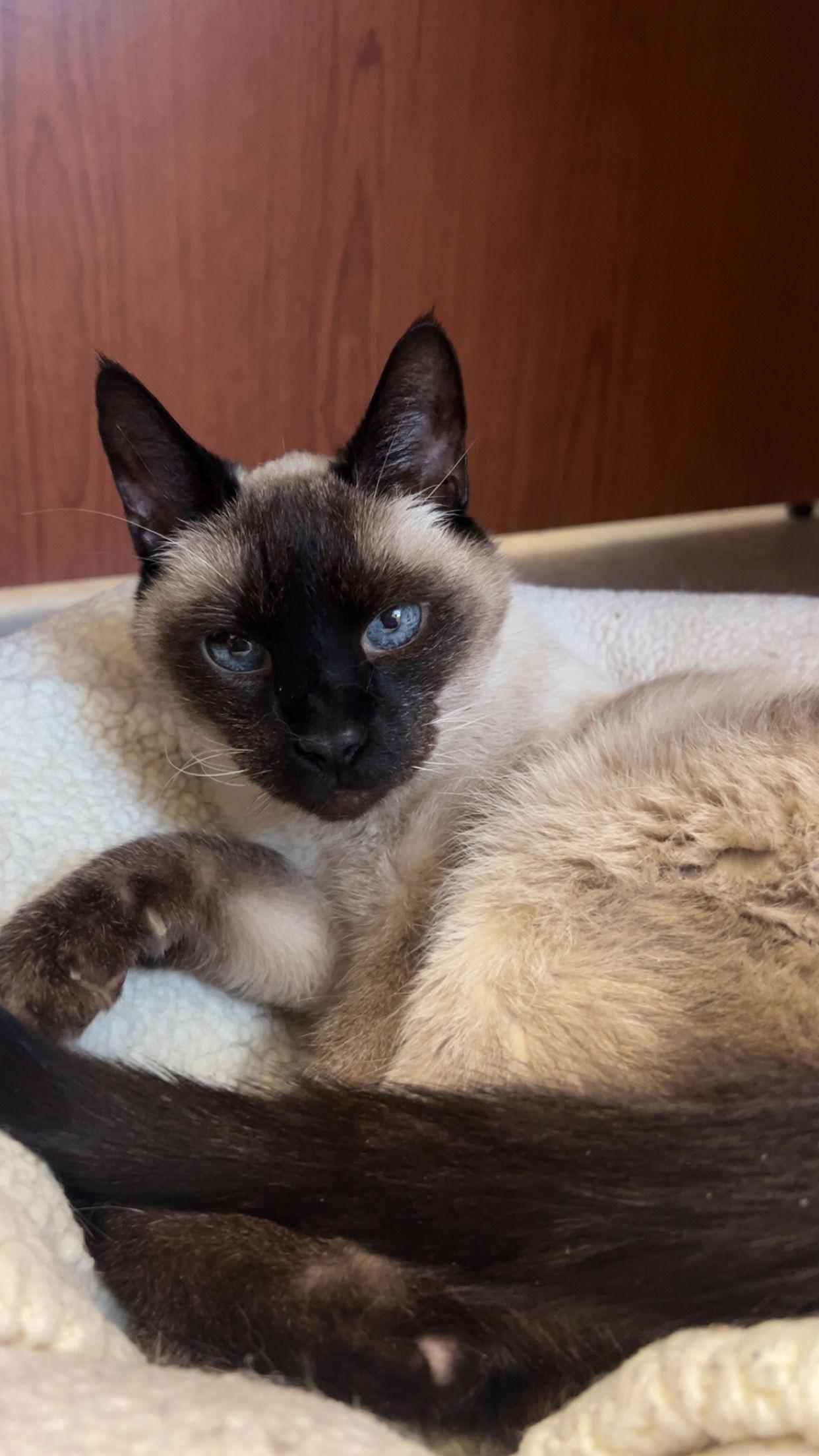 Henry, Adoptable, Senior Male Siamese.
