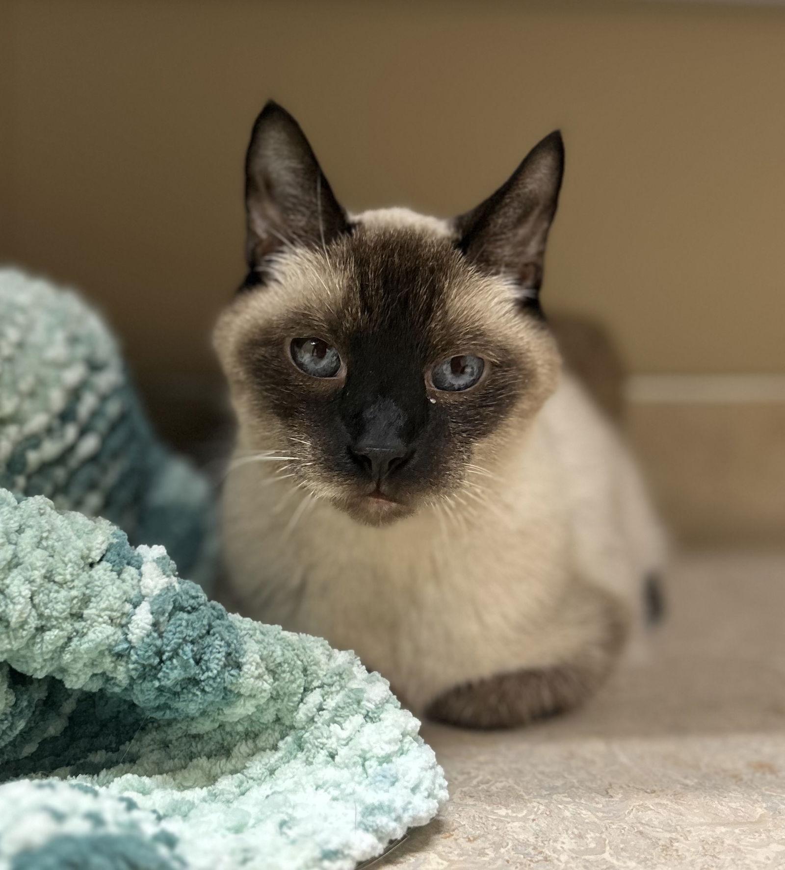 Enlarge Henry, a Adoptable Siamese in Arlington, VT image 2/3