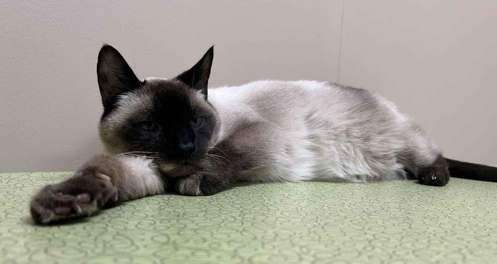 Enlarge Henry, a Adoptable Siamese in Arlington, VT image 3/3