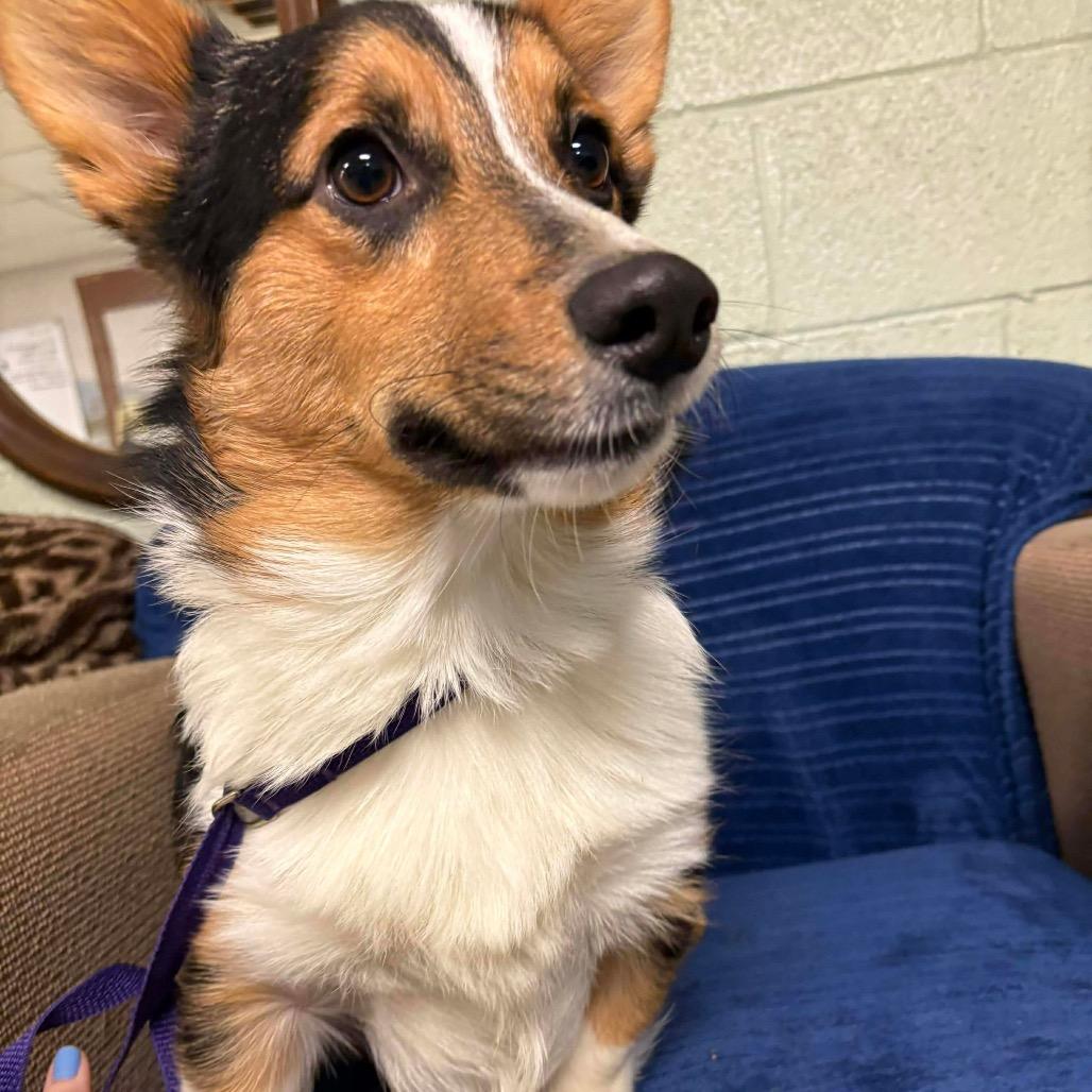 Pierre, Adoptable, Young Male Corgi.